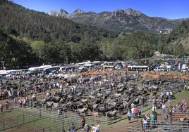 Vista general del ganado en la Feria de San Miguel