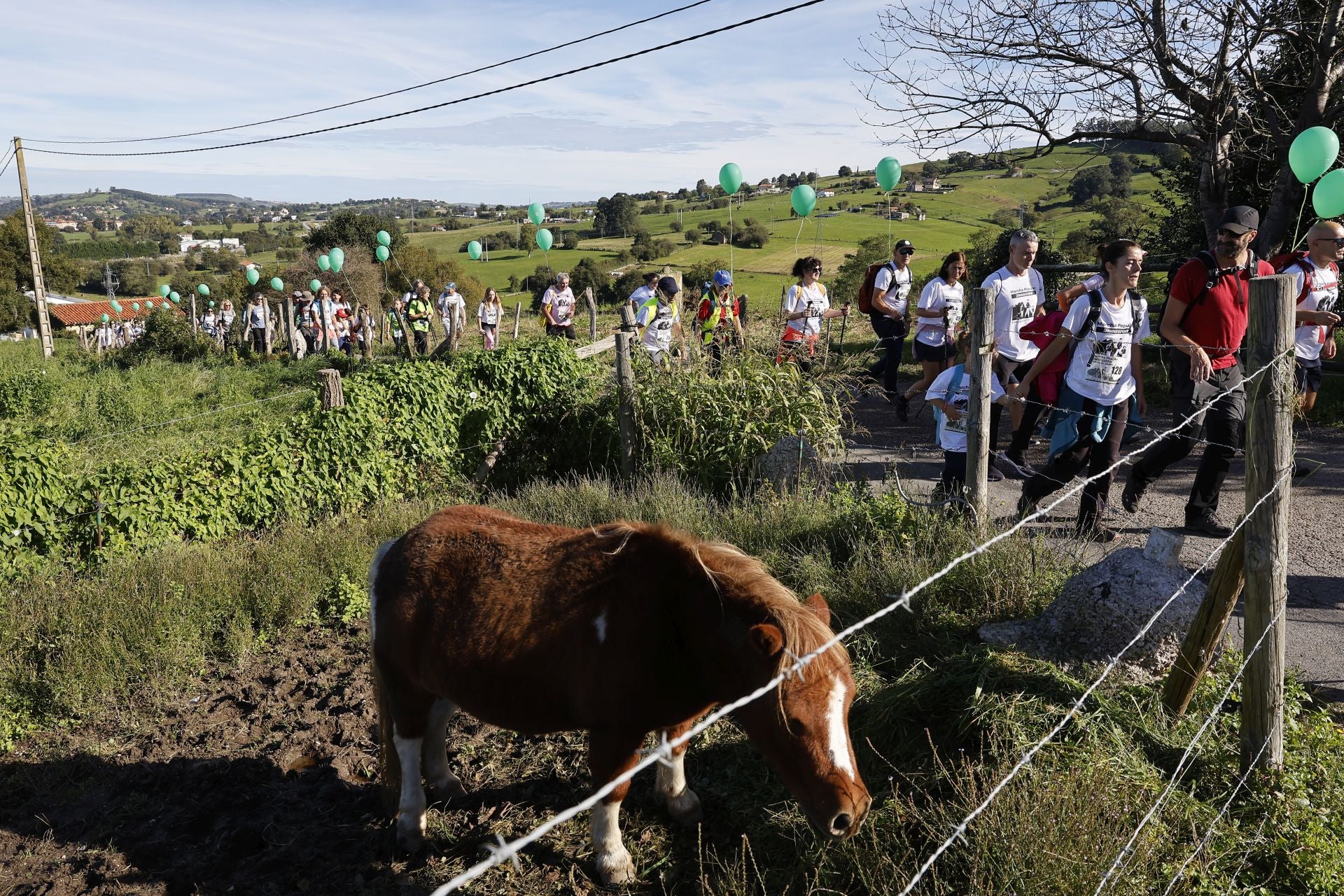 Un caballo pastando en uno de los tramos hacia el pico de Torrelavega.