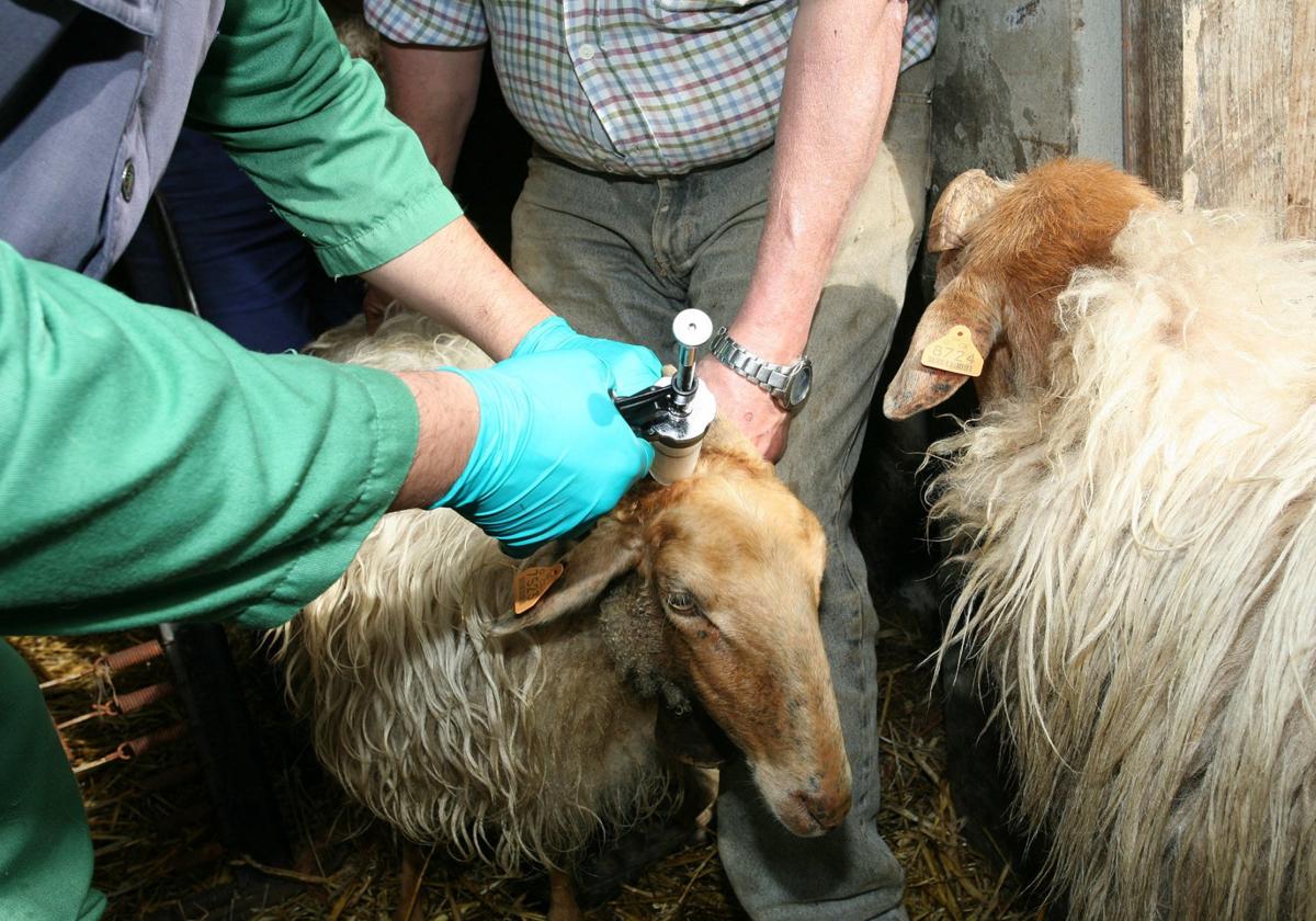 La cabaña ovina y bovina fue vacunada en Cantabria a principios de año contra la lengua azul.