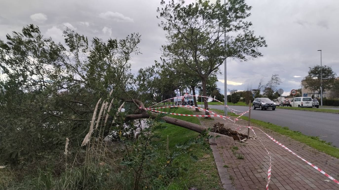 Un árbol, arrancado de cuajo por el viento en la S-20