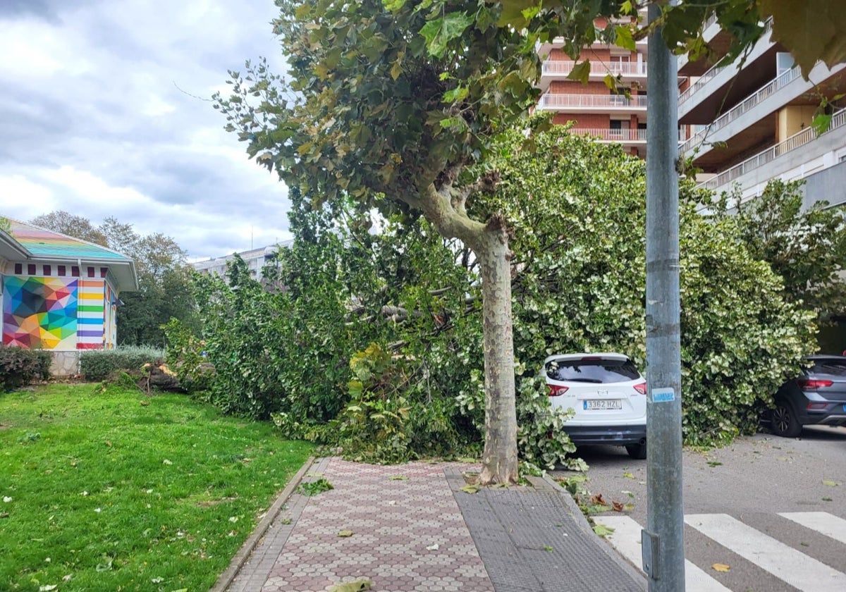 El árbol caído en Laredo.