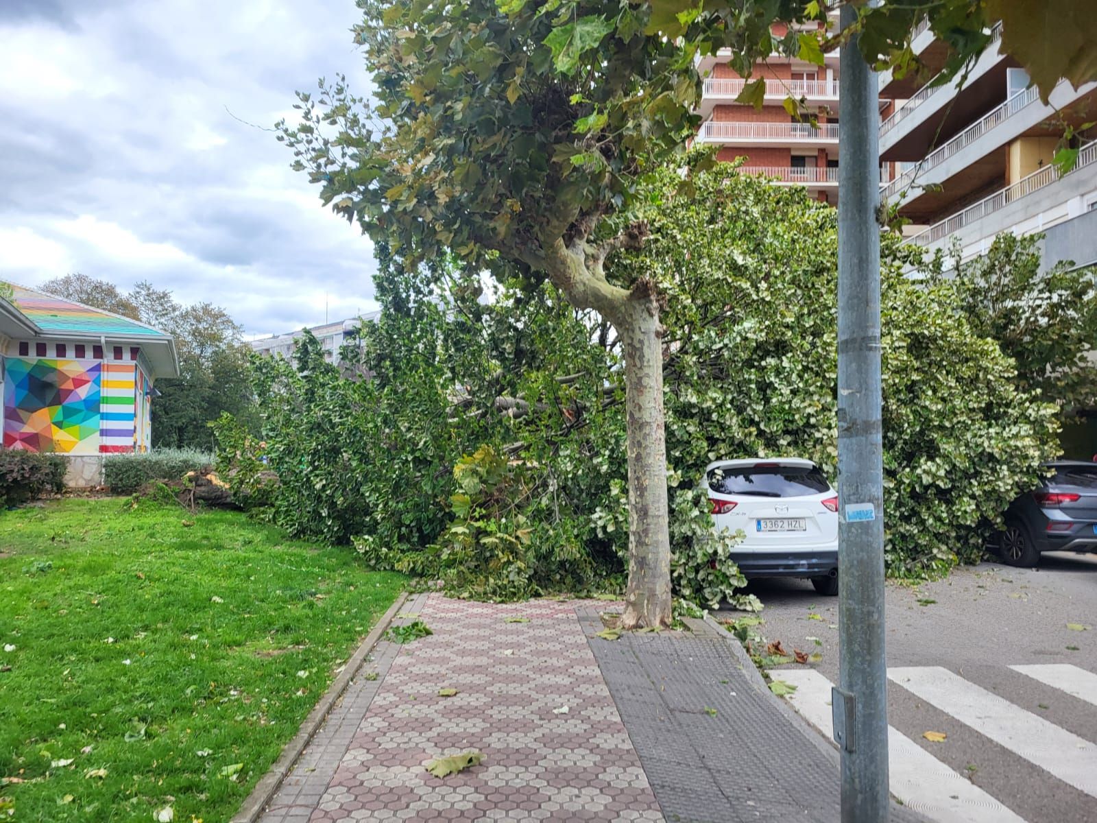 Un coche asoma bajo un árbol enorme caído cerca de la oficina de turismo de Laredo