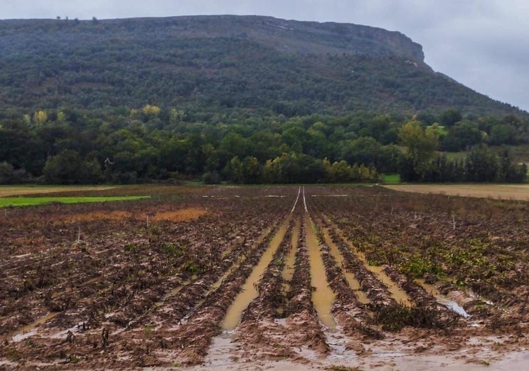 Las fuertes lluvias anegaron el miércoles las plantaciones de patatas de Valderredible con sólo un 10% de la superficie recolectada.