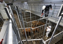 Instalaciones del matadero comarcal, situado en Barreda.