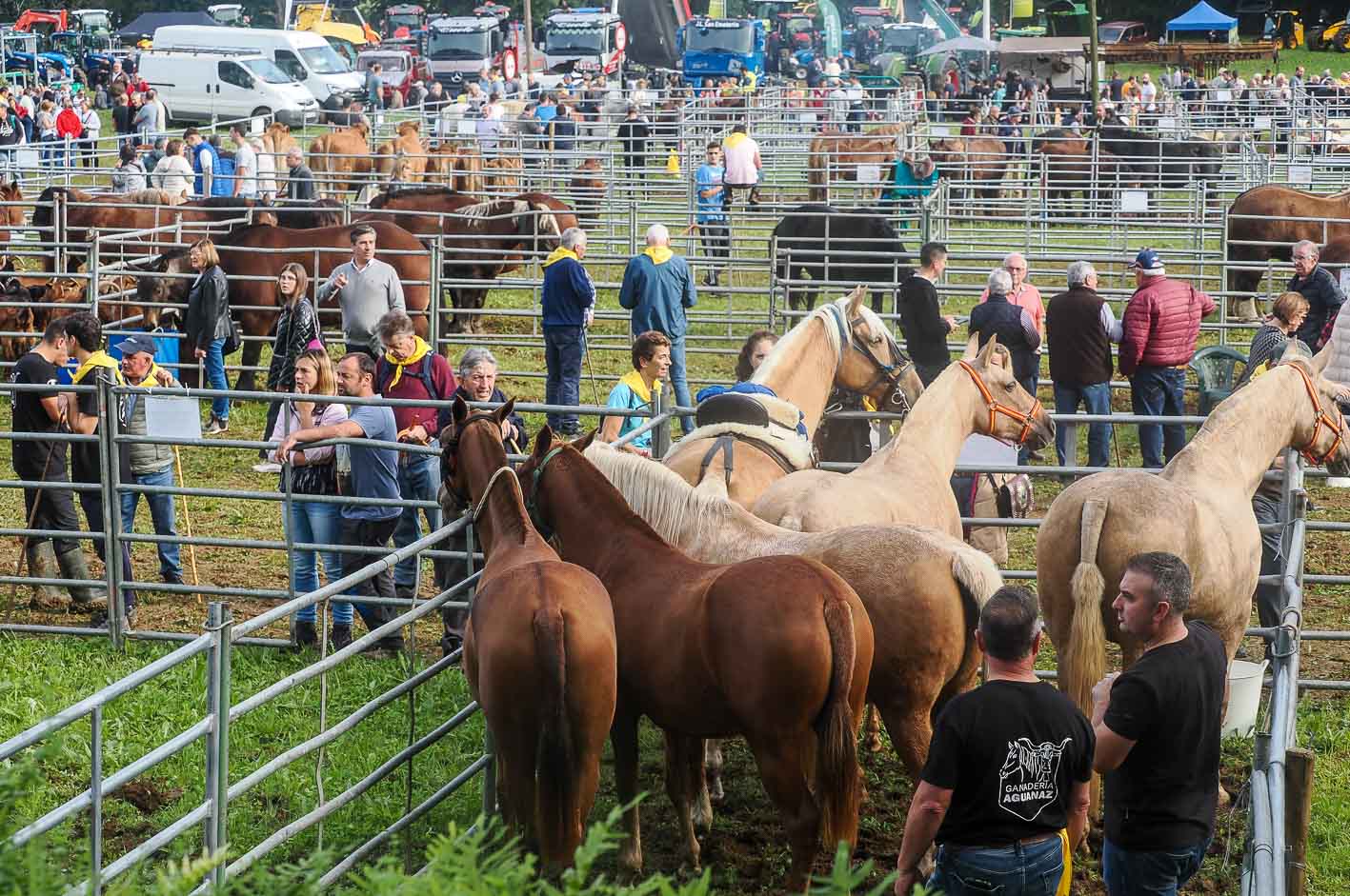 Caballos esbeltos y lustrosos se acercan al vallado en la feria.