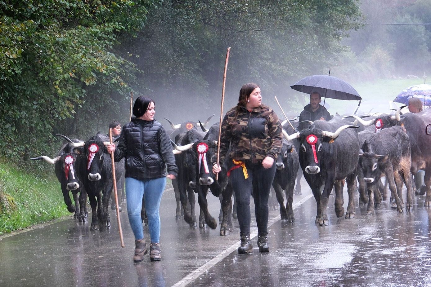 Dos chicas jóvenes presiden la marcha hacia la feria con una cola de tudancas entre la lluvia.