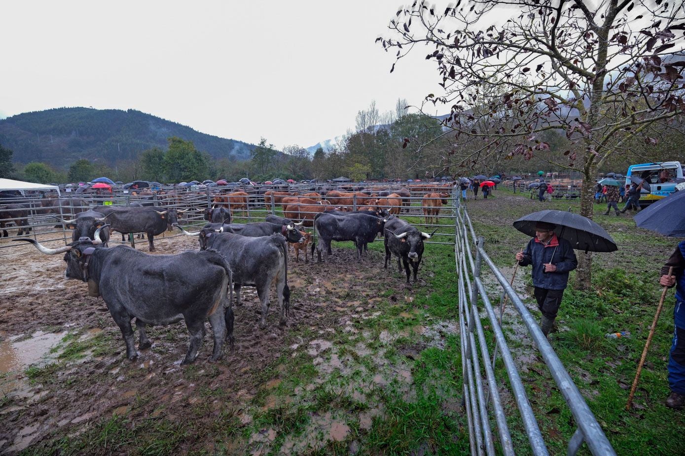 Los animales pastan en los terrenos llenos de barro como consecuencia del agua caída durante todo el día.