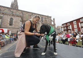 Imagen del desfile canino celebrado durante las fiestas de La Patrona, este verano, en Torrelavega.