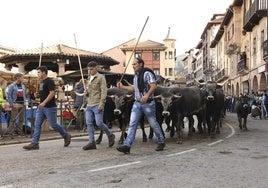 El ganado recorrió las principales calles de Potes.