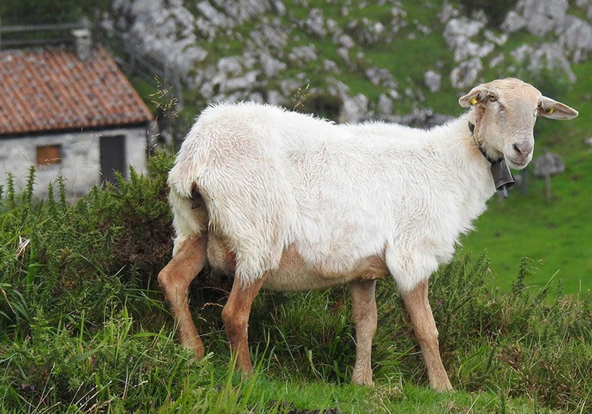 Una oveja pasta en las praderías de los Picos de Europa.