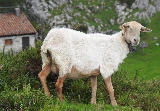 Una oveja pasta en las praderías de los Picos de Europa.