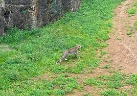 Imagen de archivo de Yala, el leopardo persa abatido el pasado martes en Cabárceno.