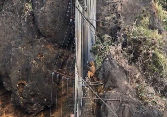 Uno de los papiones, al otro lado de la valla electrificada.