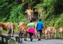Un par de ganaderos guían a un rebaño de vacas.