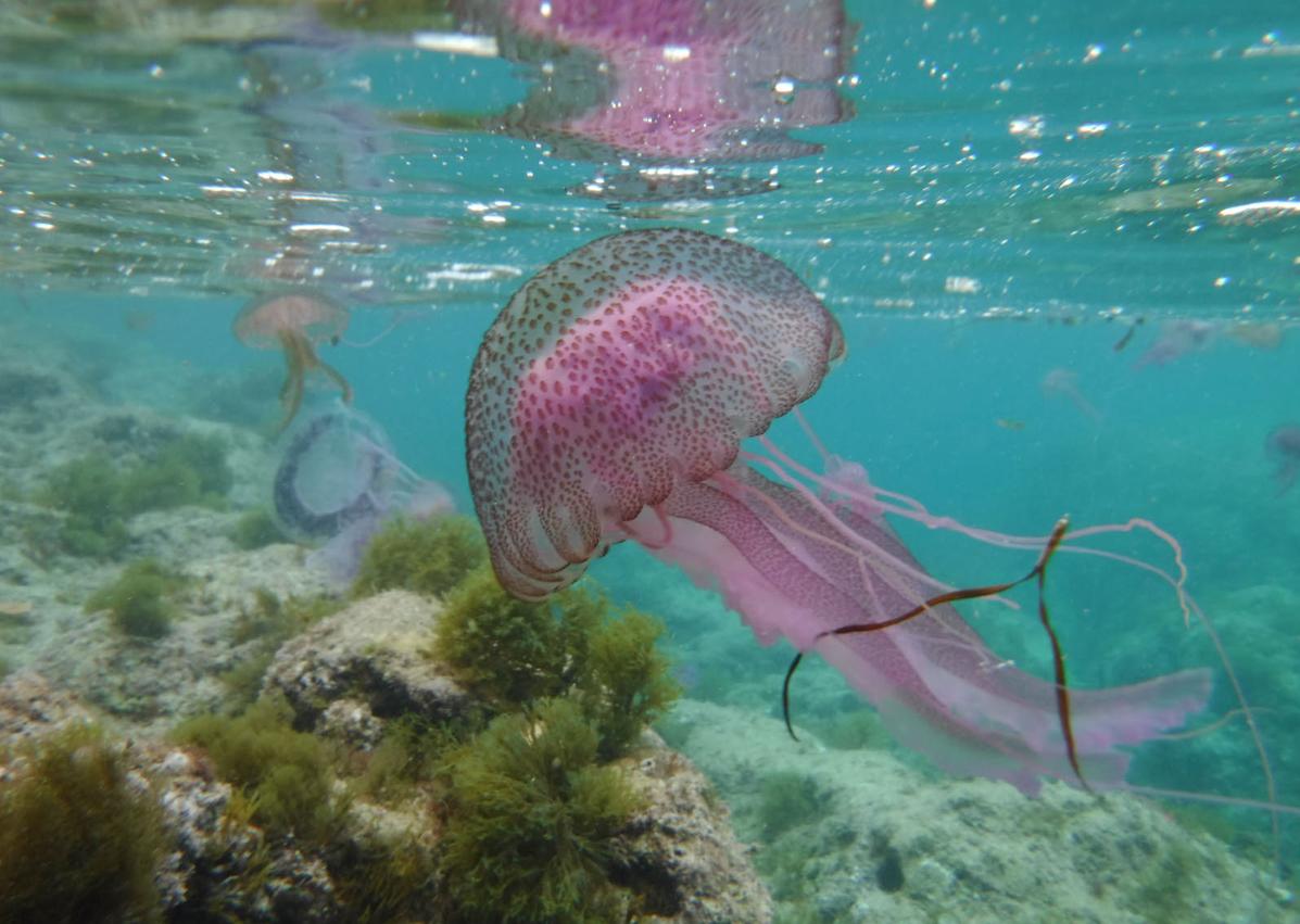 Imagen secundaria 1 - Imágenes de dos ejemplares de Pelagia noctiluca.