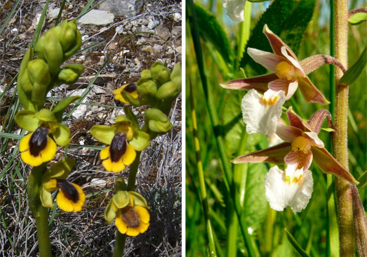 Ophrys lutea pertenece al grupo comprendido como orquídeas abeja y Epipactis palustris es conocida como heleborina de los pantanos.