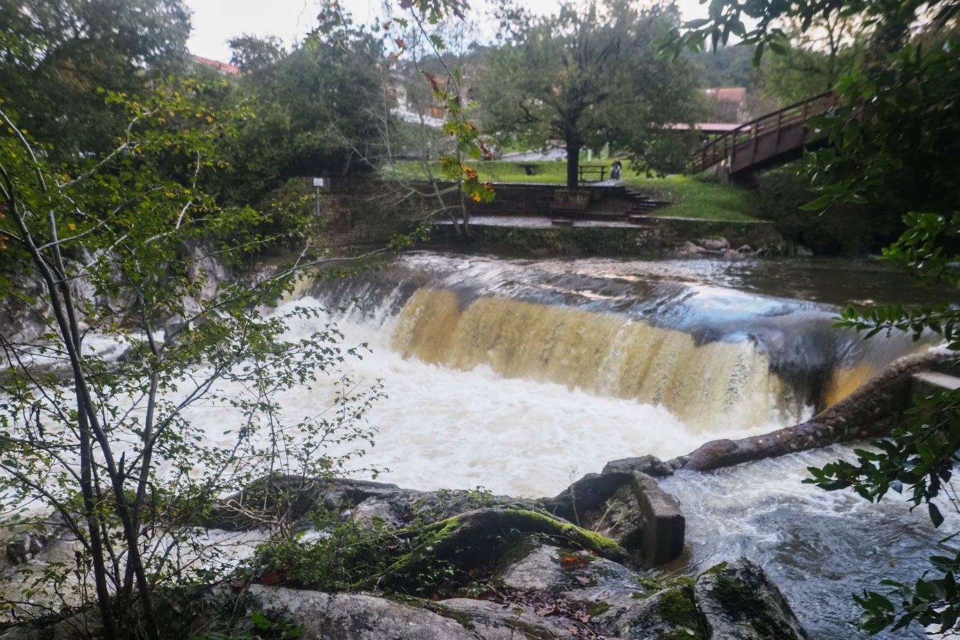 El nivel del caudal en la presa de Ibáñez, en Puente Viesgo, es bueno para que los salmones puedan remontar el cauce.