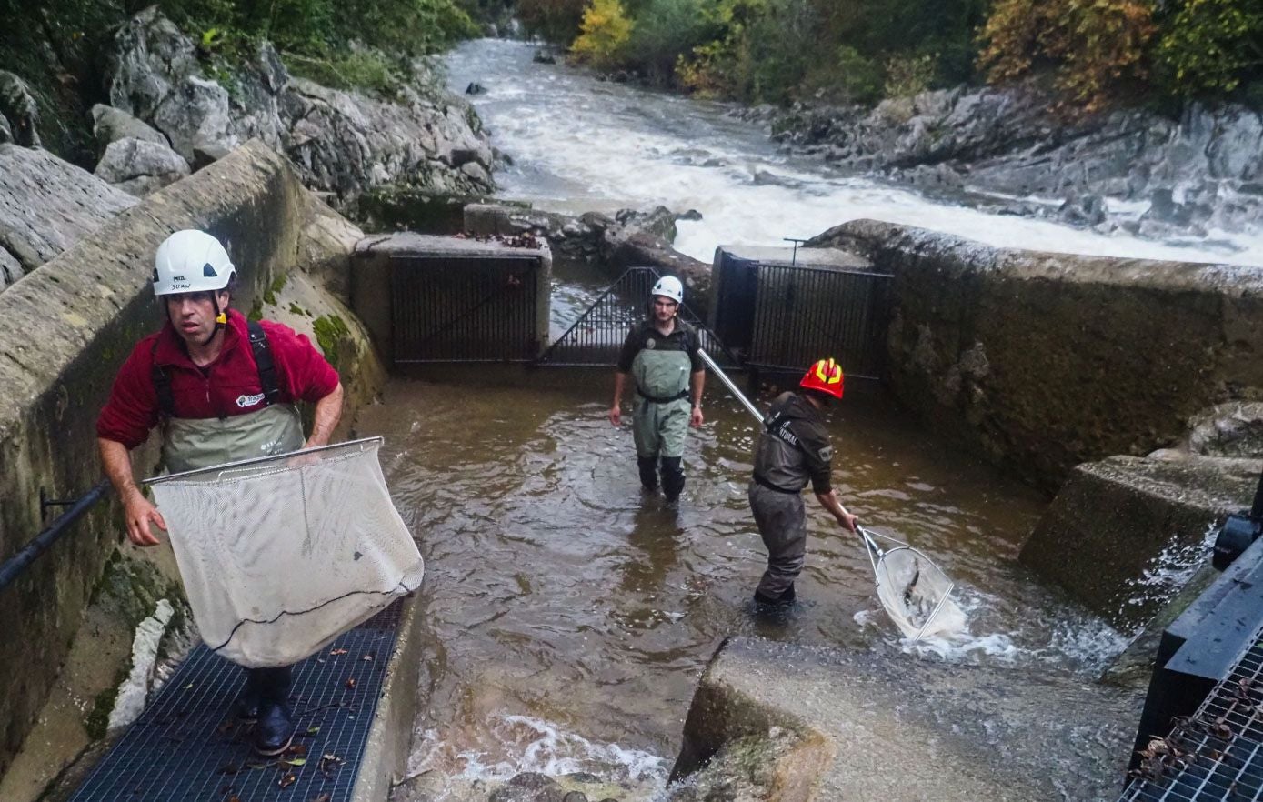 Los técnicos de la Consejería trabajan en grupo para ayudar a los salmones a remontar.