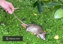 Una rata cazada en una urbanización de Peñacastillo, en Santander.