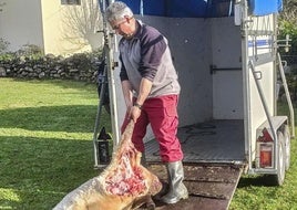 José Luis Fernández retira los animales abatidos por el lobo.