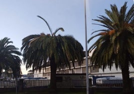 Palmeras afectadas por la placa del picudo rojo en Santoña.