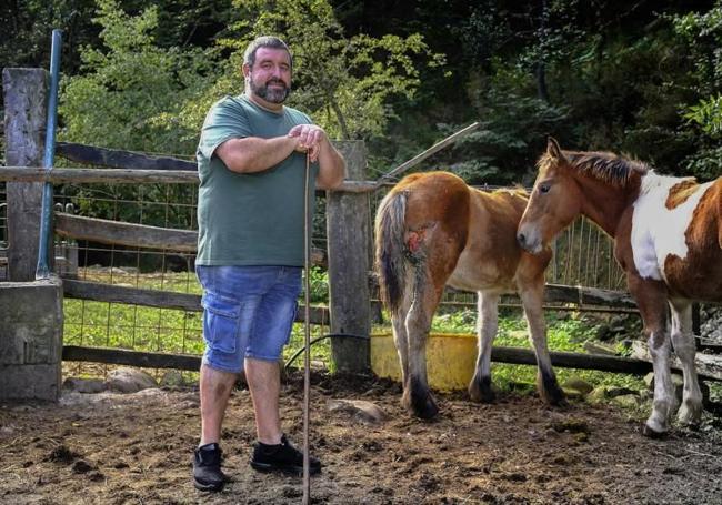 Manuel Herrero observa uno de los «destrozos» realizados por el lobo.