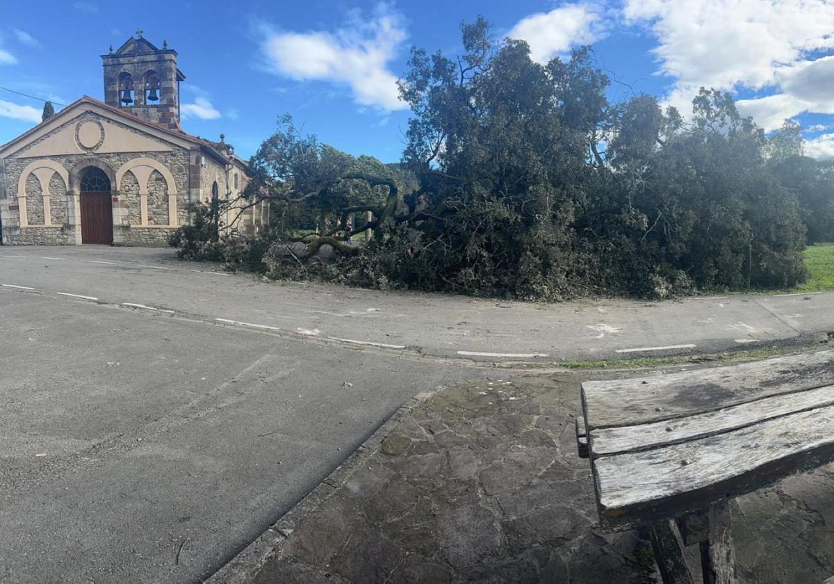 La encina de Zurita de Piélagos que arrancó recientemente un temporal de viento.