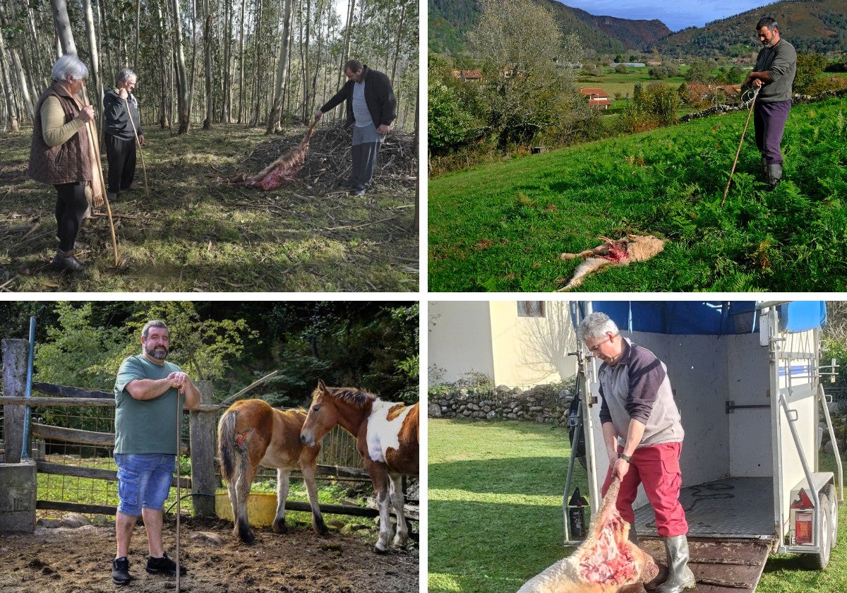 Los ganaderos están «hartos» de las promesas de Europa sobre el lobo: «No va a servir para absolutamente nada»