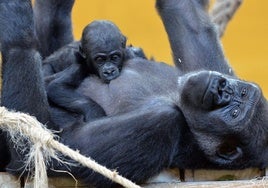 Moja, en las instalaciones del Parque de Cabárceno, con su hija Duni en brazos.