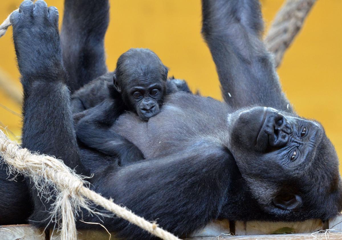 Moja, en las instalaciones del Parque de Cabárceno, con su hija Duni en brazos.