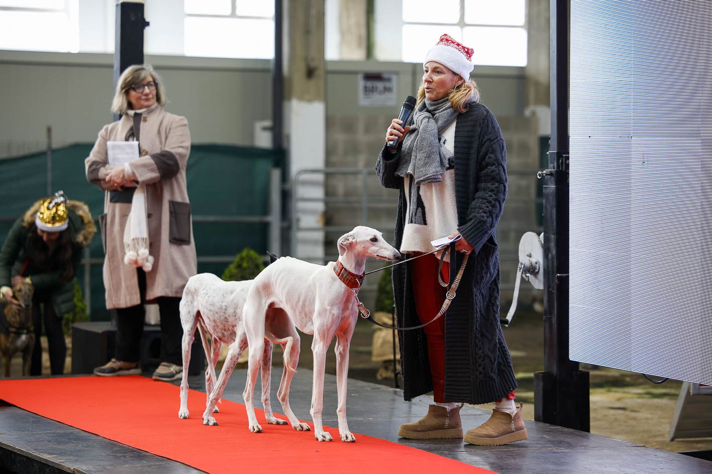 Kat, otro de los galgos participantes en el desfile, es presentado por Eva Ceballos, de la Federación DEAN.