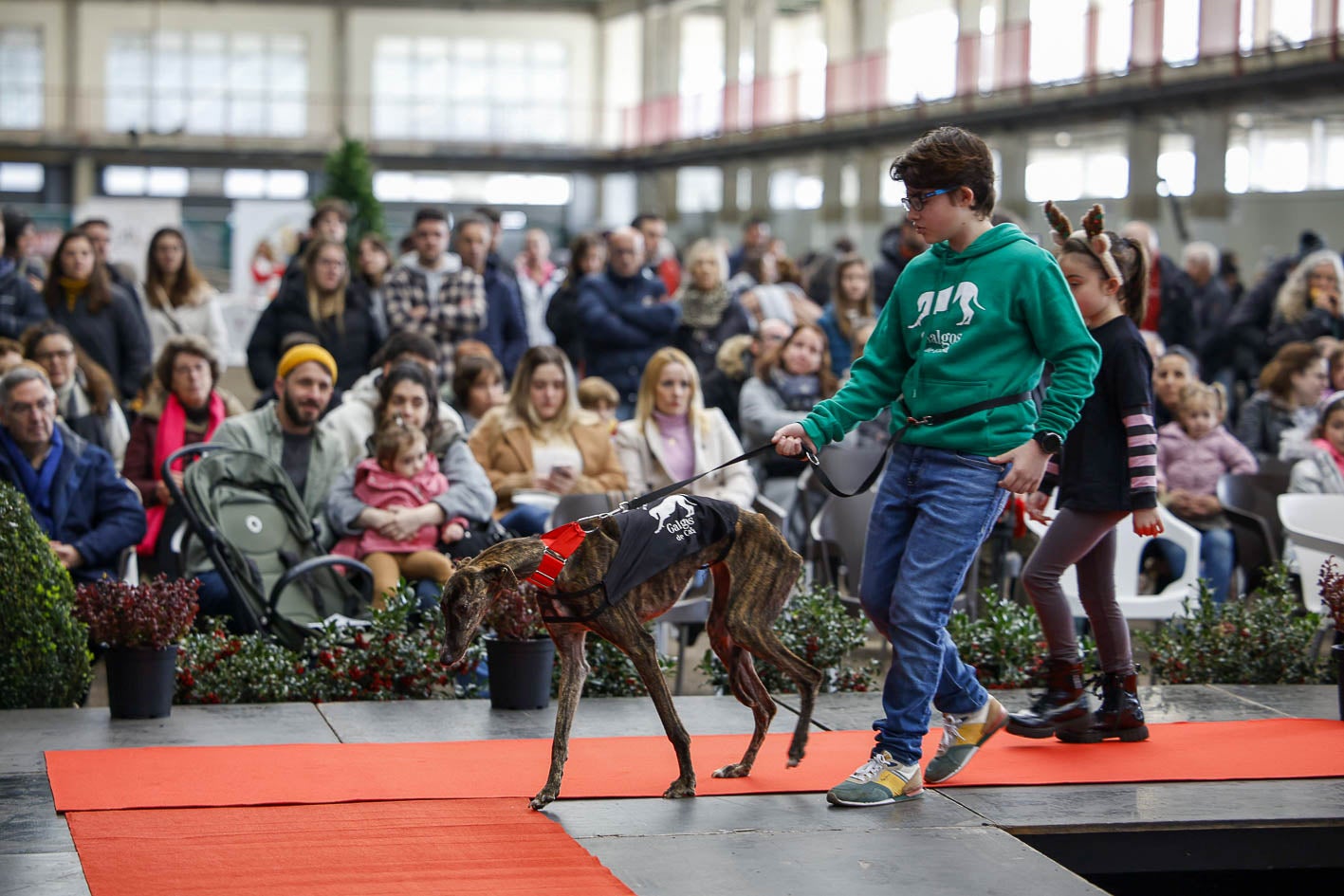 Lady es uno de los muchos galgos que llegó a la cita en busca de un hogar.