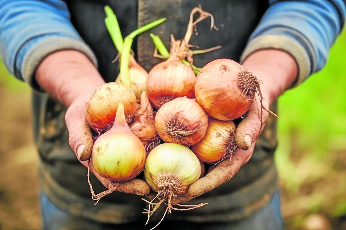 Un agricultor sostiene un lote de cebollas.