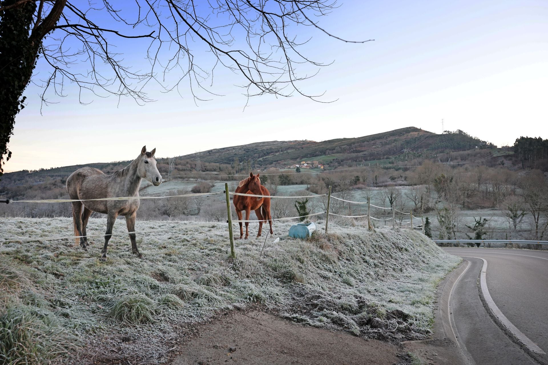 Animales en el amanecer, con el prado con helada en Udías.