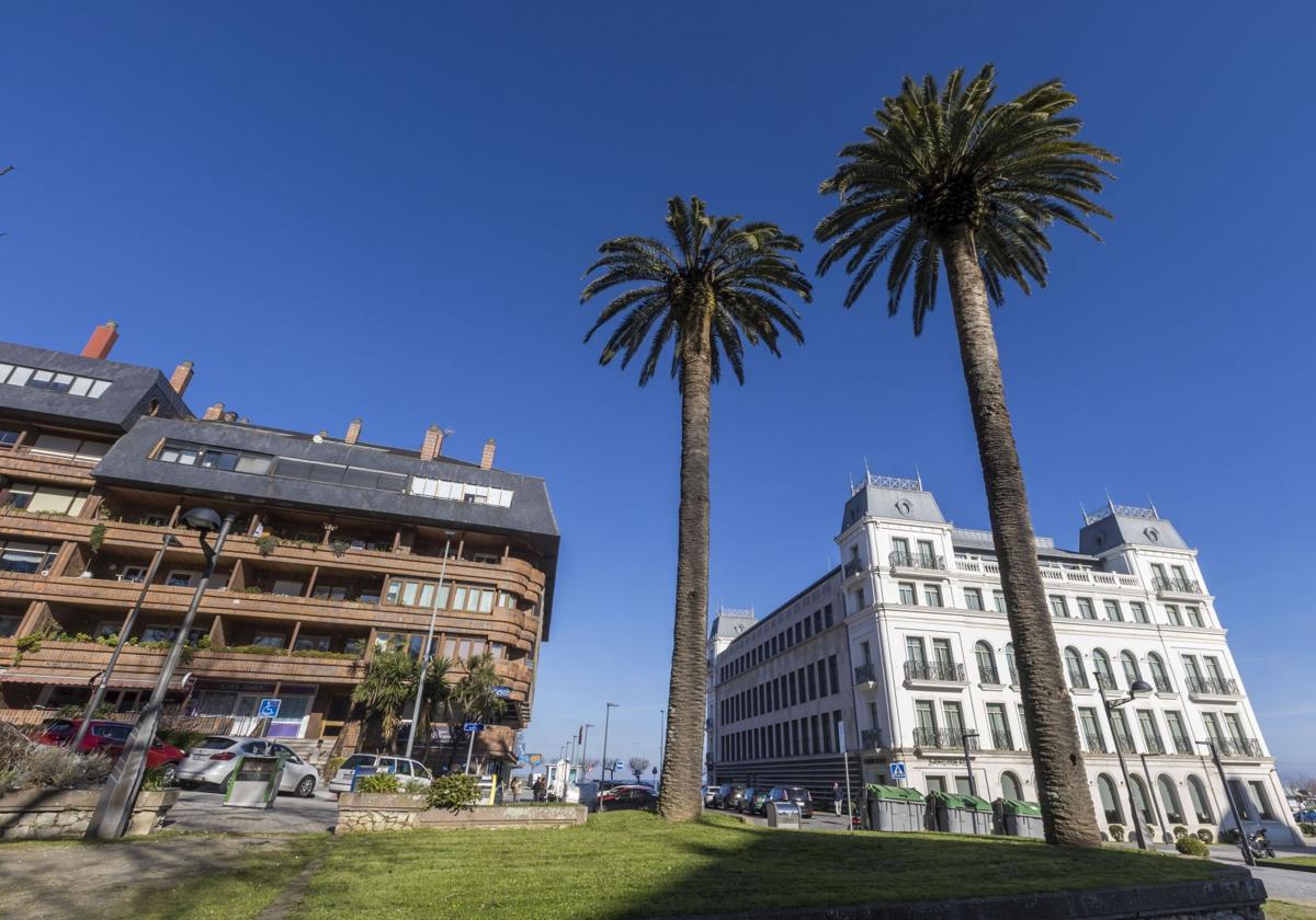 Una palmera de los Jardines de San Roque tiene la copa aplastada, síntoma de la plaga.