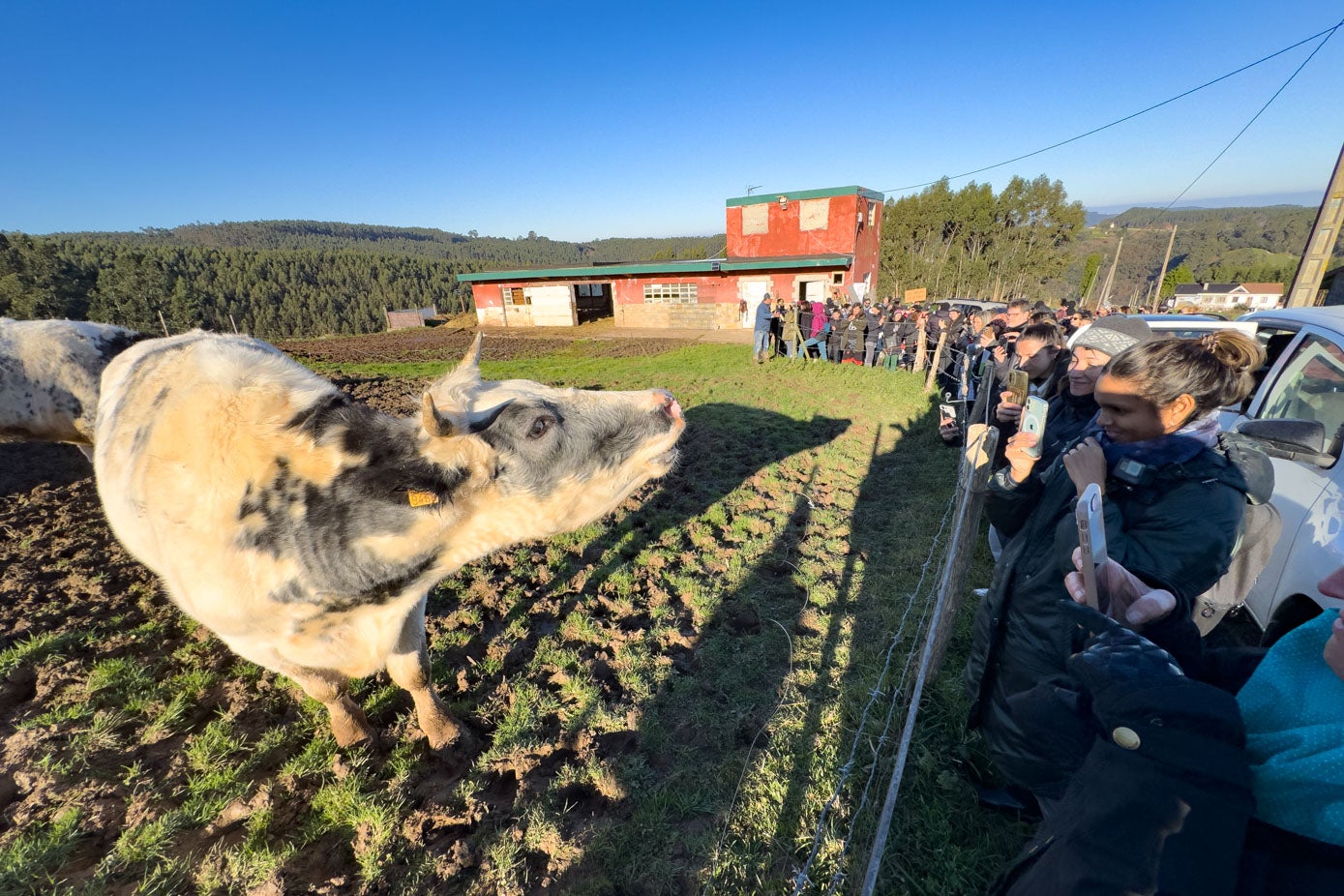 Las vacas, protagonistas de esta historia, pastaban en un prado cercano. 