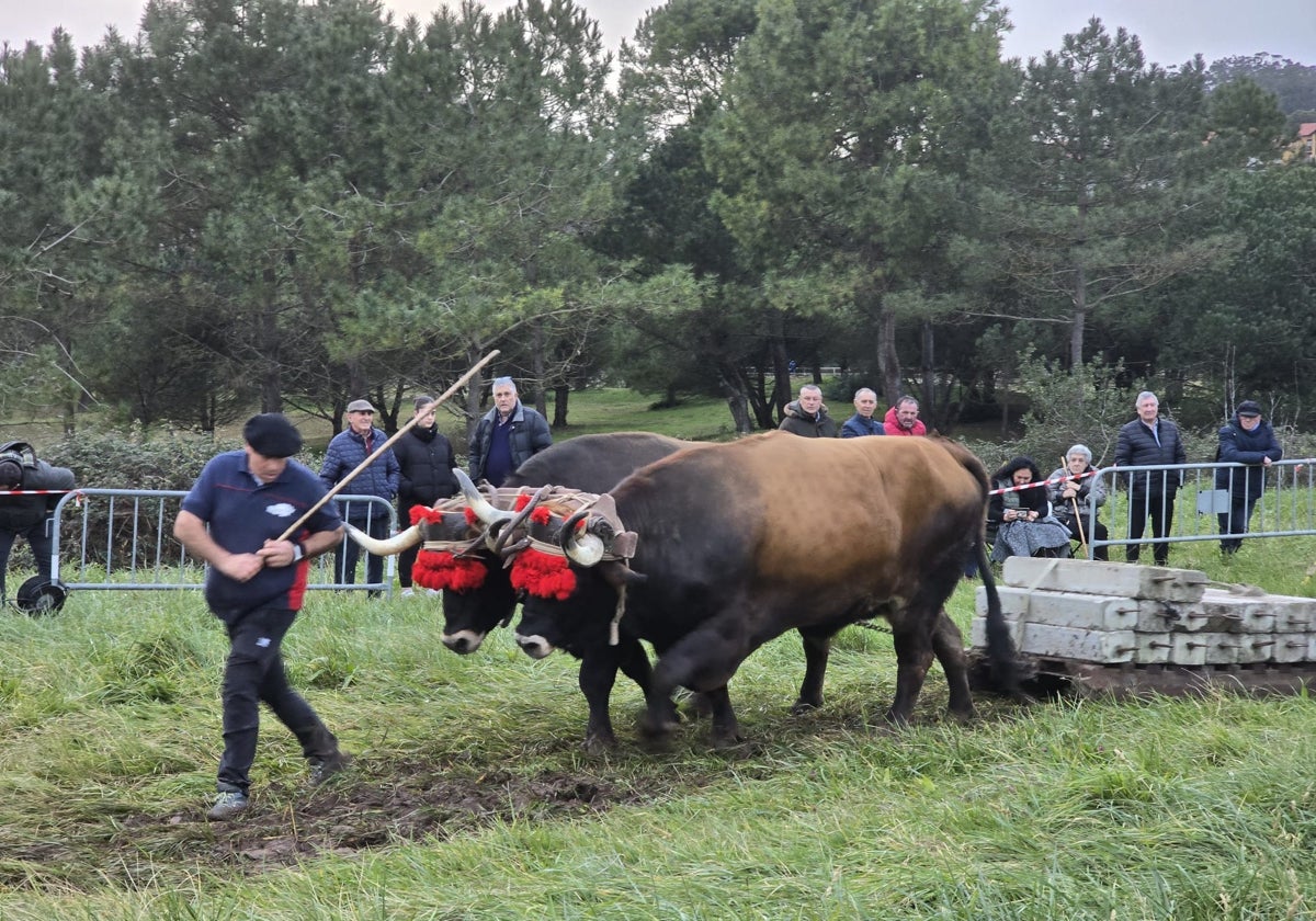 Epifanio García con la pareja de ganado vencedora en la máxima categoría en San Vicente.