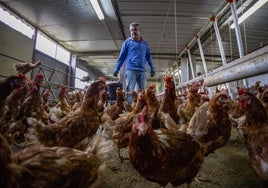 El empresario santanderino Carlos Martín Coria, dueño de Granja Anero y Granja La Pontana, con sus gallinas confinadas.