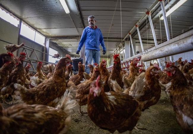 El empresario santanderino Carlos Martín Coria, dueño de Granja Anero y Granja La Pontana, con sus gallinas confinadas.