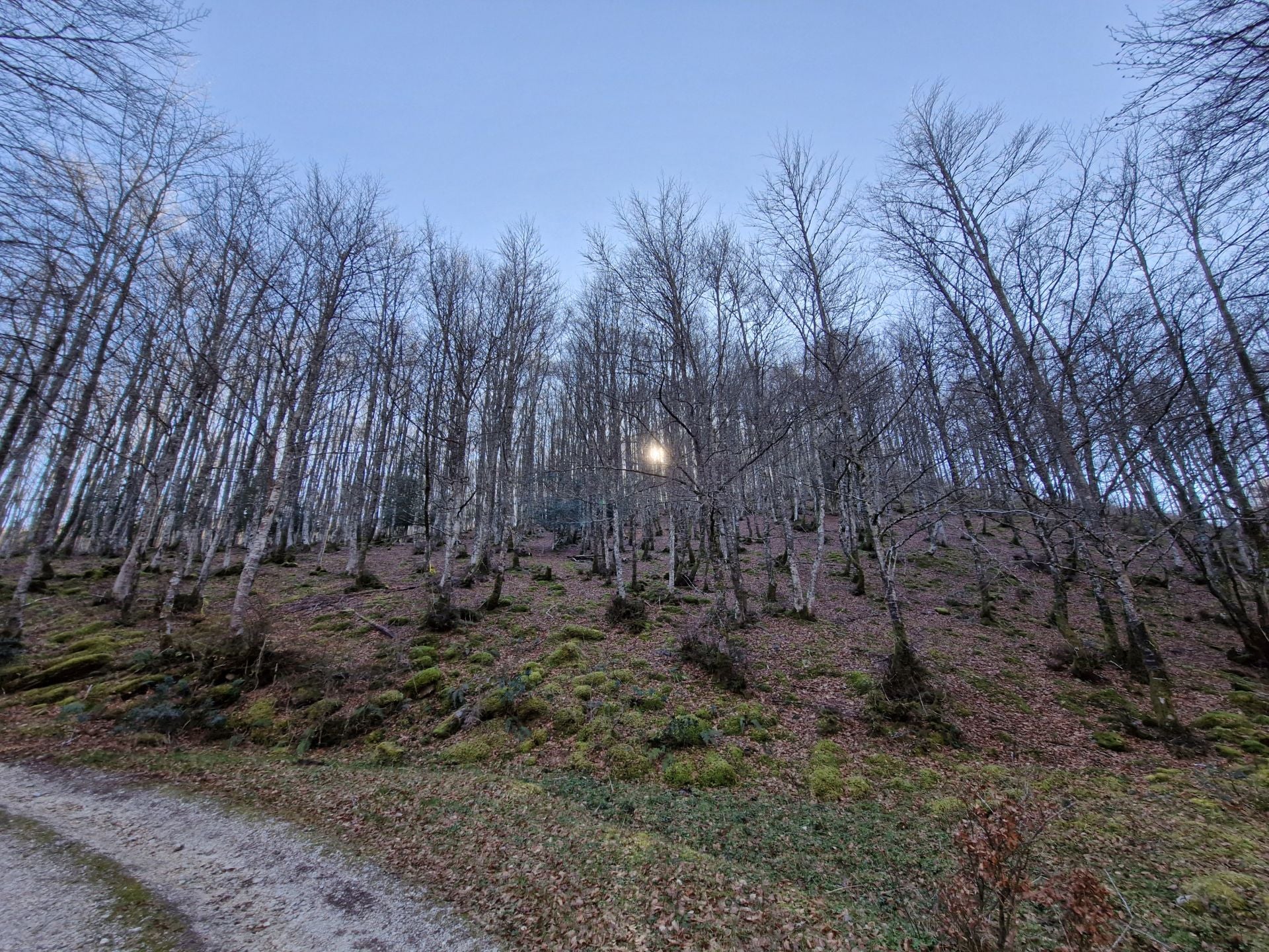 El sol se filtra a través de los árboles en el punto más bajo de ese tramo de bosque.