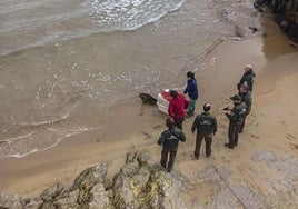 Momento de la liberación de la foca en la playa de la Virgen del Mar, en Santander.