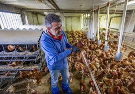 El avicultor Carlos Martín Coria recoge los huevos de sus gallinas, confinadas en la nave.