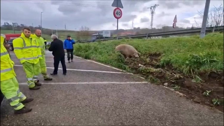 Un cerdo de paseo por la A-8