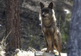 El Gobierno de Cantabria contbilizó el año pasado 23 manadas de lobos en Cantabria.