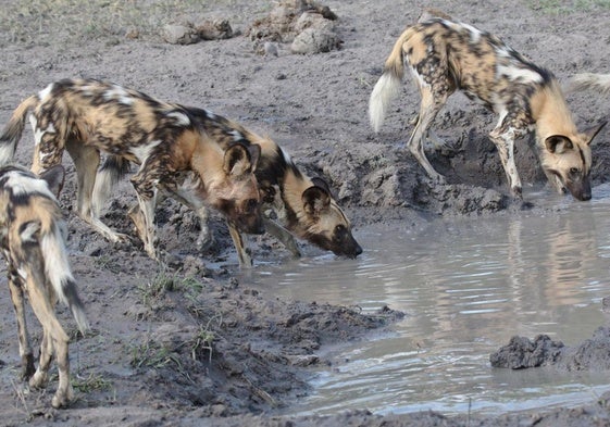 Una manada de licaones bebiendo agua.