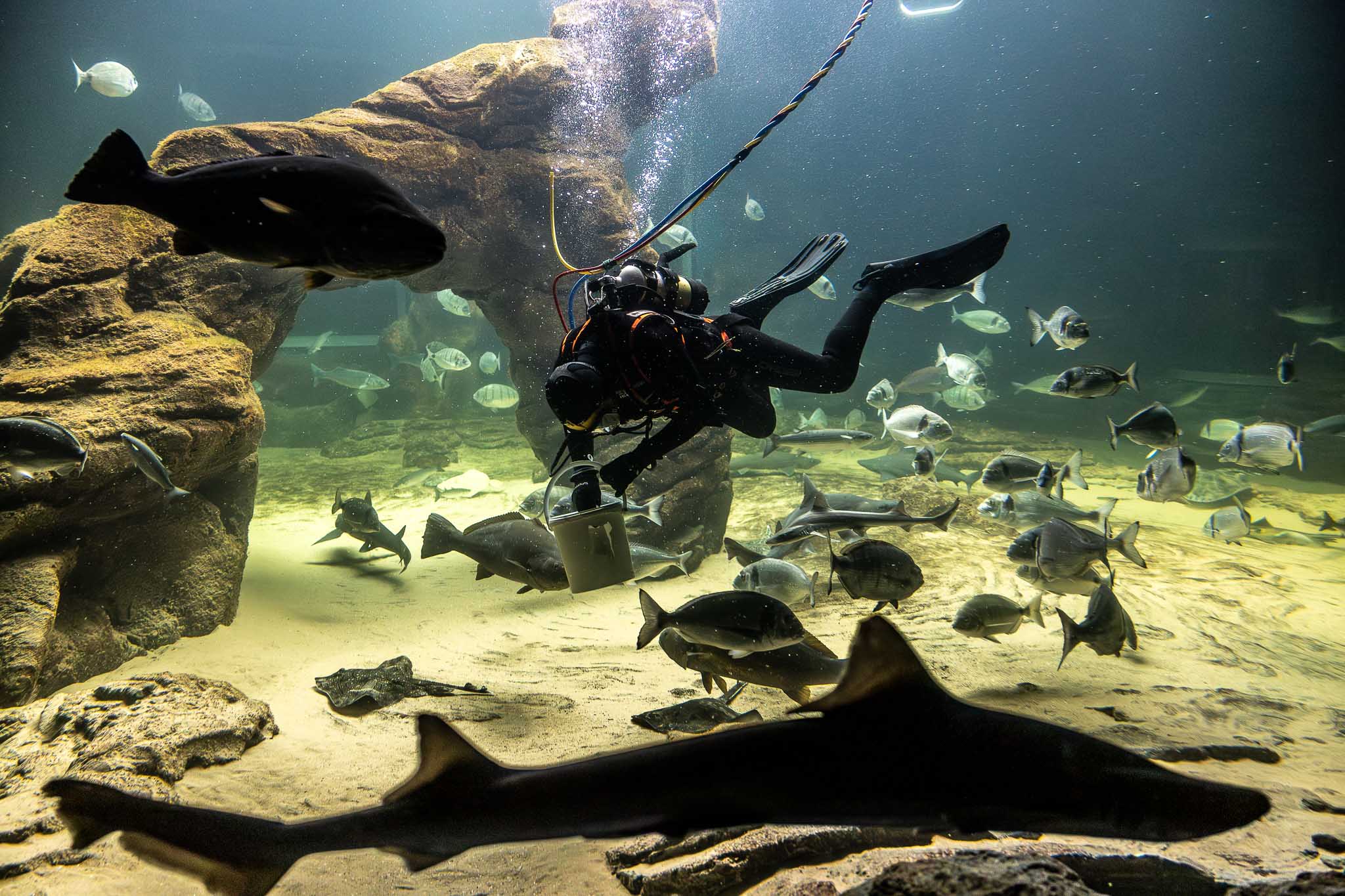 Tres días a la semana se repite esta inmesión en el tanque para dar de comer a los peces.