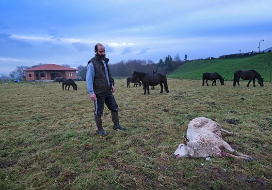 Luis Gutiérrez junto a una de las ovejas que ha matado el lobo en su finca de Mazcuerras.