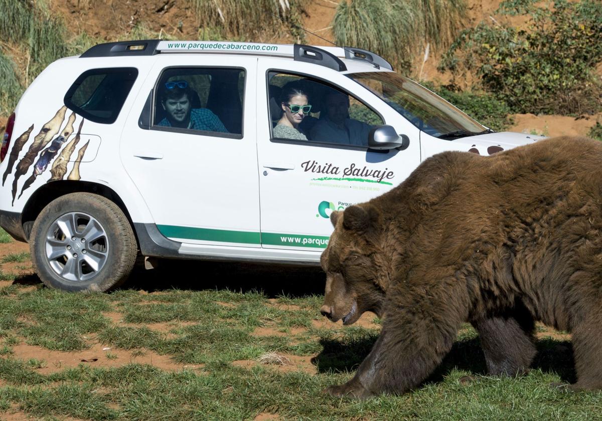 Un vehículo de Cantur, junto a un oso, en Cabárceno.