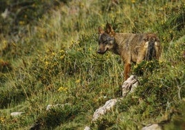 Preocupación en Valdeolea por reiterados ataques de lobo al ganado y también de oso