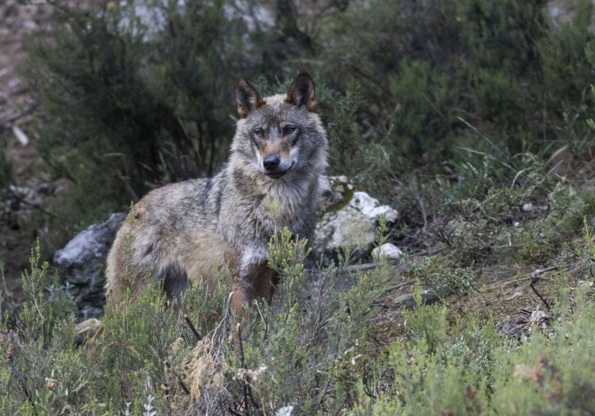 Cantabria volverá a extraer lobos antes de verano